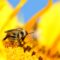 Q&A για τα προϊόντα της μέλισσας